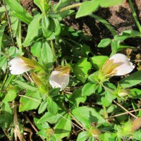 Blepharis maderaspatensis (L.) B.Heyne ex Roth